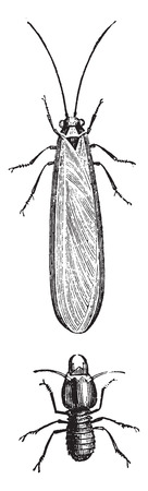 Termites, vintage engraved illustration. Natural History of Animals, 1880.のイラスト素材