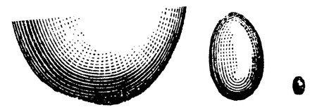 a. Humming-bird egg, b. Chicken egg, c. Ostrich egg, vintage engraved illustration. Natural History of Animals, 1880.のイラスト素材