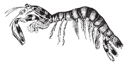 Mantis or mantises or mantes, vintage engraved illustration. Natural History of Animals, 1880.のイラスト素材