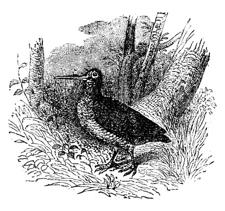 Woodcock, vintage engraved illustration. Natural History of Animals, 1880.のイラスト素材