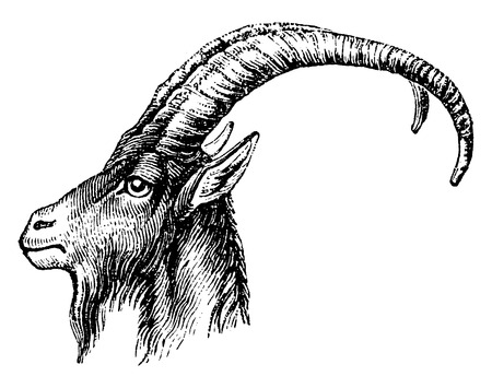 Ibex head, vintage engraved illustration. Natural History of Animals, 1880.のイラスト素材