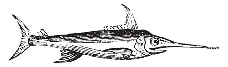 Swordfish, vintage engraved illustration. Natural History of Animals, 1880.のイラスト素材