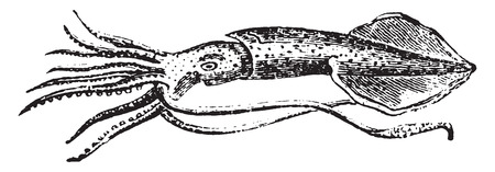 Common squid, vintage engraved illustration. Natural History of Animals, 1880.のイラスト素材