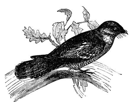 Nightjar or Goatsuckers, vintage engraved illustration. Natural History of Animals, 1880.のイラスト素材