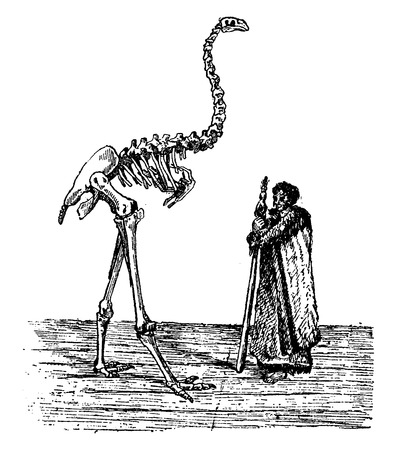 Dinornis skeleton next to a New Zealander, vintage engraved illustration. Natural History of Animals, 1880.のイラスト素材