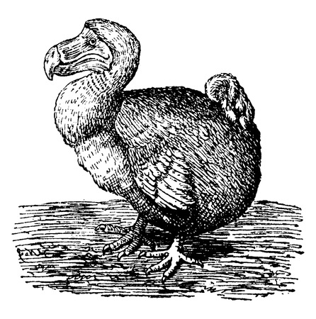Dodo, vintage engraved illustration. Natural History of Animals, 1880.のイラスト素材