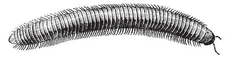 Millipede, vintage engraved illustration. Natural History of Animals, 1880.