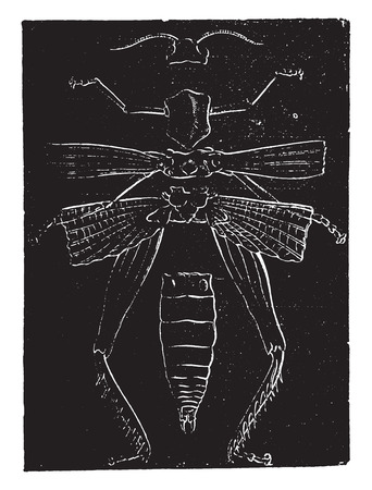 Skeletal anatomy of a grasshopper, vintage engraved illustration. Natural History of Animals, 1880.のイラスト素材