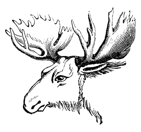 Moose or Eurasian elk, vintage engraved illustration. Natural History of Animals, 1880.のイラスト素材