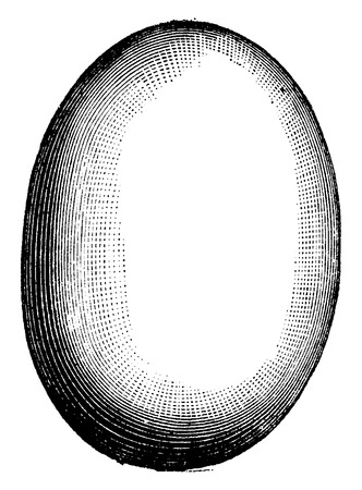 Egg of Aepyornis, vintage engraved illustration. Natural History of Animals, 1880.のイラスト素材