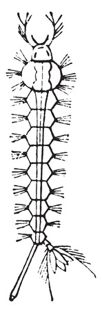 Cousin larvae, vintage engraved illustration. Natural History of Animals, 1880.のイラスト素材