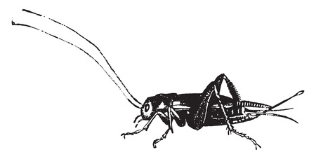Domestic cricket, vintage engraved illustration. Natural History of Animals, 1880.のイラスト素材
