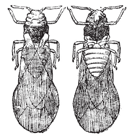 Phylloxera wing, vintage engraved illustration. Natural History of Animals, 1880.のイラスト素材