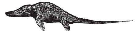 Ichthyosaur, vintage engraved illustration. Natural History of Animals, 1880.のイラスト素材