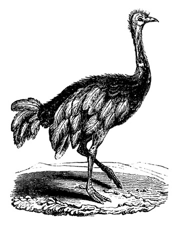 Ostrich of Africa, vintage engraved illustration. Natural History of Animals, 1880.のイラスト素材