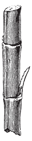 Section cane, vintage engraved illustration. Industrial encyclopedia E.-O. Lami - 1875.のイラスト素材