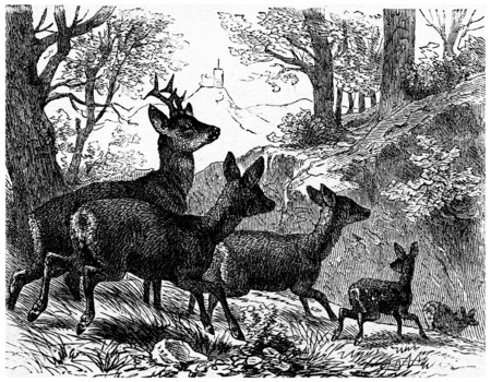 Deer, vintage engraved illustration. La Vie dans la nature, 1890.の写真素材