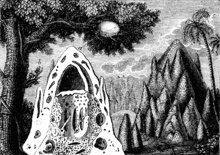 Termite nests, vintage engraved illustration. Natural History of Animals, 1880.の写真素材