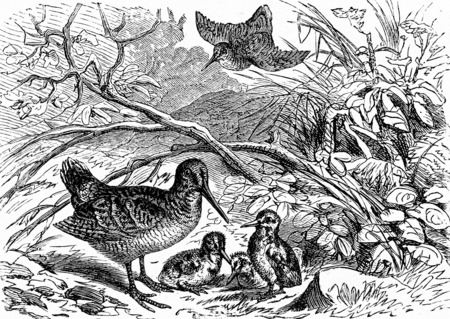 A family of woodcock, vintage engraved illustration. From La Vie dans la nature, 1890.の写真素材