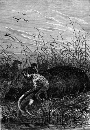 He cut the tusks, vintage engraved illustration. Jules Verne 3 Russian and 3 English, 1872.の写真素材