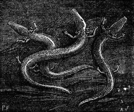 Example of processing the races and atrophy of organs, the blind-fish reptile caves of Carniola, vintage engraved illustration. Earth before man â 1886.の写真素材