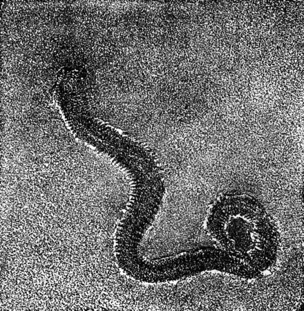 Older animals footprint annelid the Cambrian era, vintage engraved illustration. Earth before man...