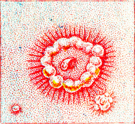 Herpes iris, vintage engraved illustration.の写真素材