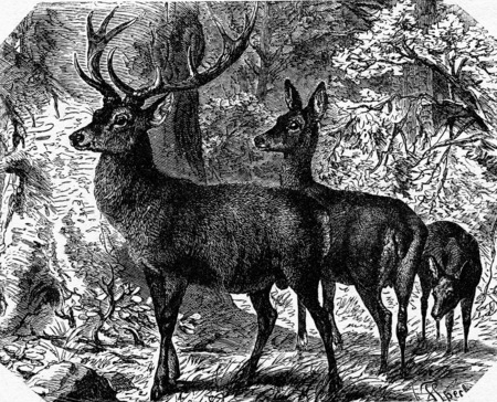 Deer, vintage engraved illustration. La Vie dans la nature, 1890.の写真素材