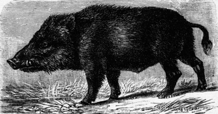 Boar, vintage engraved illustration. La Vie dans la nature, 1890.の写真素材