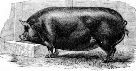 Pig, vintage engraved illustration. Natural History of Animals, 1880.の写真素材