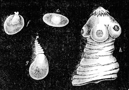 Cysticercosis, vintage engraved illustration. Natural History of Animals, 1880.の写真素材