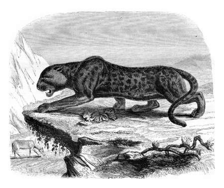 The black panther, a menagerie of the Museum of Natural History, vintage engraved illustration. Magasin Pittoresque 1842.の写真素材