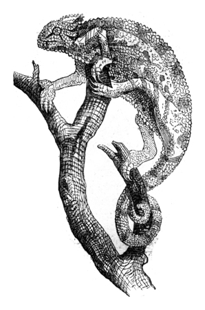 Chameleon, vintage engraved illustration. Magasin Pittoresque 1845.の写真素材