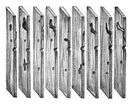 Radial sections of pine wood, showing the path of Hylesinus minor larvae galleries and the puppe chamber, vintage engraved illustration.の写真素材