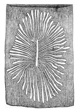 Scolytus multistriatus, egg gallery and larval galleries in the sapwood of elm, vintage engraved illustration.の写真素材