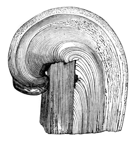 White fir strain that continues to vegetate, vintage engraved illustration. Magasin Pittoresque 1844.の写真素材