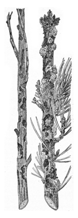 Larch and pine strongly attacks the last Abiet Hylobius present a strong flow Whitewood, vintage engraved illustration.の写真素材