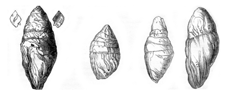 Coprolite the Lias at Lyme Regis, Other Coprolites Lyme, vintage engraved illustration. Magasin Pittoresque 1844.の写真素材