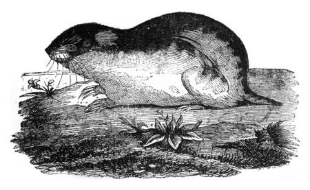 Lemming, vintage engraved illustration. Magasin Pittoresque 1841.の写真素材
