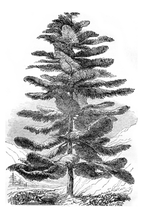 Araucaria excelsa or Pine Island Norfolk, vintage engraved illustration. Magasin Pittoresque 1844.の写真素材