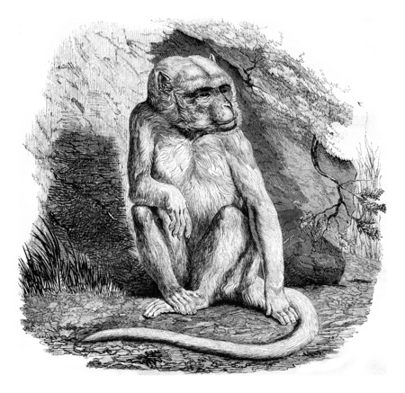 The albino monkey, a menagerie of the Museum of Natural History, vintage engraved illustration. Magasin Pittoresque 1842.の写真素材
