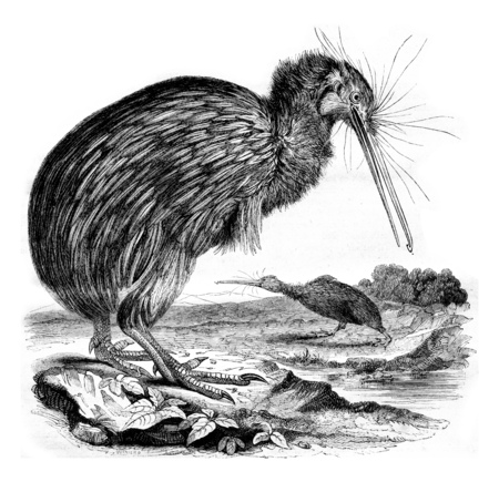 The Apteryx, Natural History Museum, vintage engraved illustration. Magasin Pittoresque 1842.の写真素材