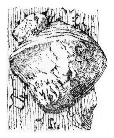 Unit of fruiting Polyporus hartigii, vintage engraved illustration.の写真素材