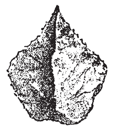 Silex size of the Moustier, vintage engraved illustration. From Natural Creation and Living Beings.
のイラスト素材