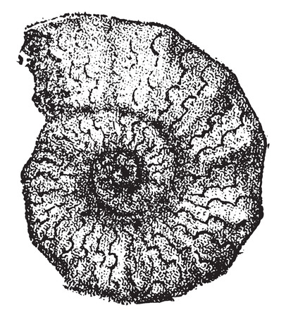 Ceratites nodosus, vintage engraved illustration. From Natural Creation and Living Beings.のイラスト素材