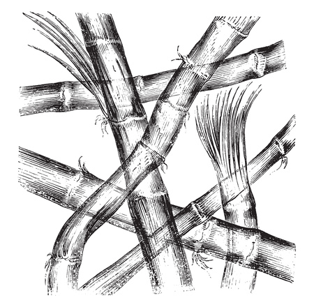 Hemp yarn, magnified 400 times, vintage engraved illustration. Magasin Pittoresque 1855.のイラスト素材