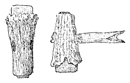 Axes in polished flint clad in a sheath of stag horn, vintage engraved illustration. From Natural Creation and Living Beings.のイラスト素材