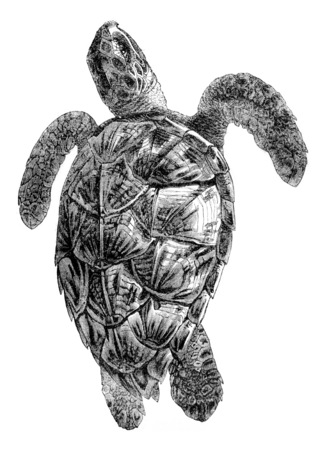 Testudo imbricata, Caret seen over, vintage engraved illustration. Magasin Pittoresque 1844.の写真素材