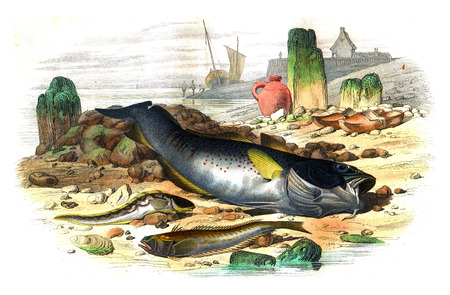 The ovoviviparous blenny the trench lives the gade cod, vintage engraved illustration. Natural...