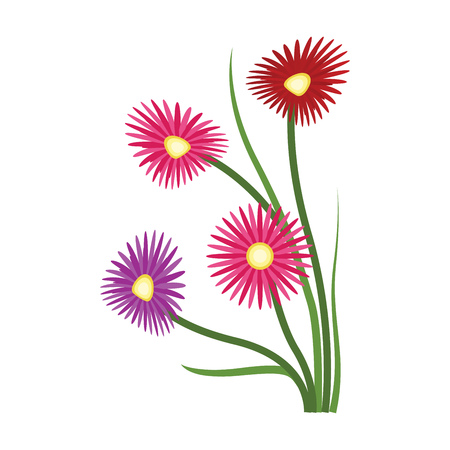 Vector illustration of orange purple and red aster flowers on white background.のイラスト素材